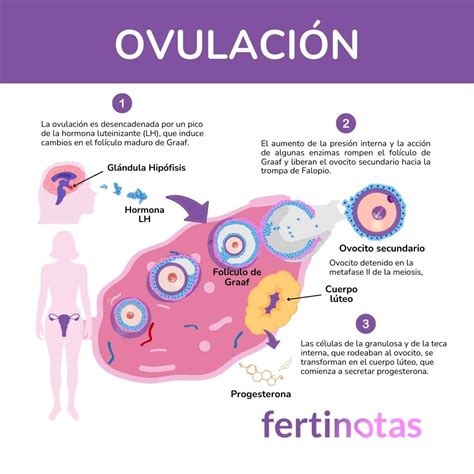Infografía: Ciclo del flujo cervical y su relación con la ovulación