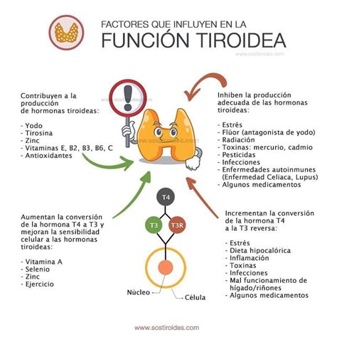Esquema de la función tiroidea y el papel del yodo
