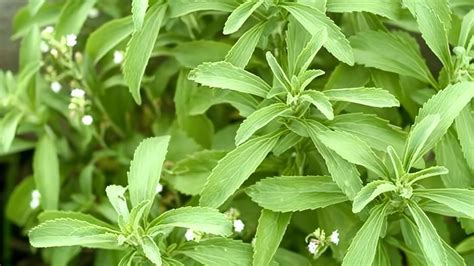 Imagen de la planta de Stevia rebaudiana o una infografía sobre edulcorantes naturales