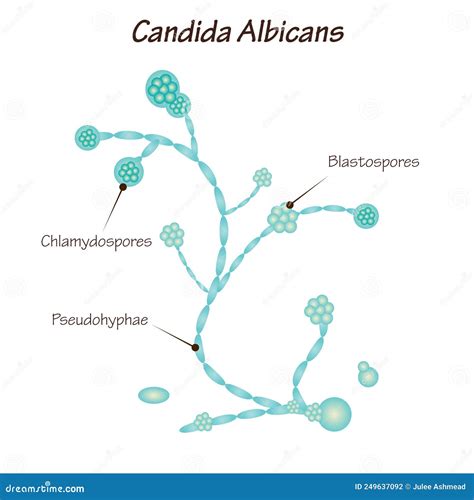Ilustración de Candida albicans