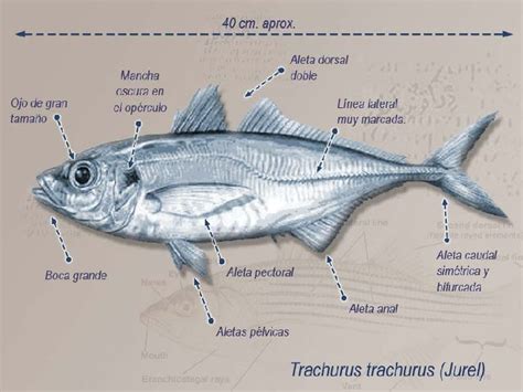 Ilustración detallada de un jurel con sus características distintivas