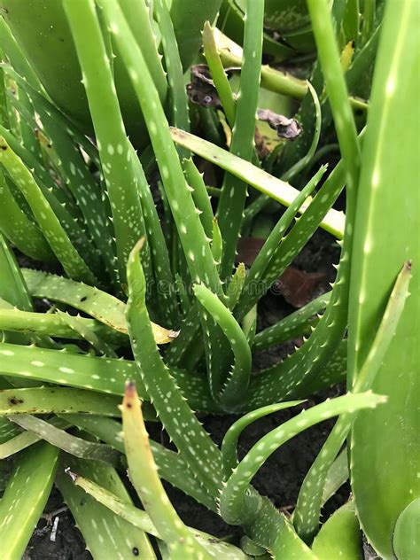 Planta de aloe vera en primer plano, mostrando sus hojas carnosas.