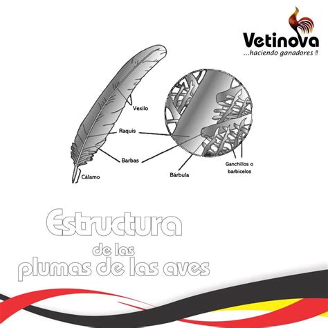 infografía sobre la estructura de la pluma y su necesidad de aireación