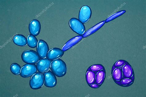 Ilustración microscópica de células de Saccharomyces cerevisiae