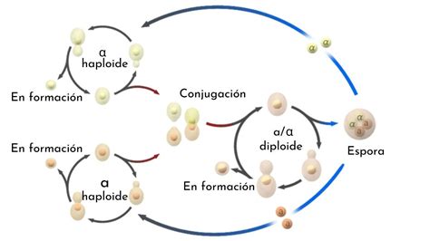 Diagrama del ciclo de vida de Saccharomyces cerevisiae, mostrando las fases haploide y diploide, y los procesos de gemación y reproducción sexual