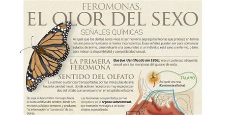 Esquema de la interacción de feromonas entre células 'a' y 'alfa' de Saccharomyces cerevisiae