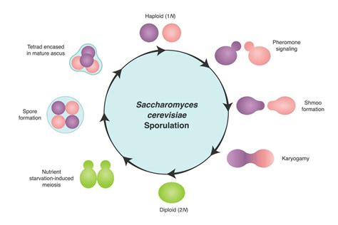 Representación visual del genoma organizado en cromosomas de Saccharomyces cerevisiae
