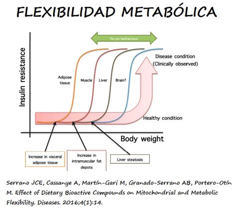 Infografía: Ciclo de recuperación metabólica tras un exceso de azúcar (hidratación, fibra, proteína y movimiento suave).