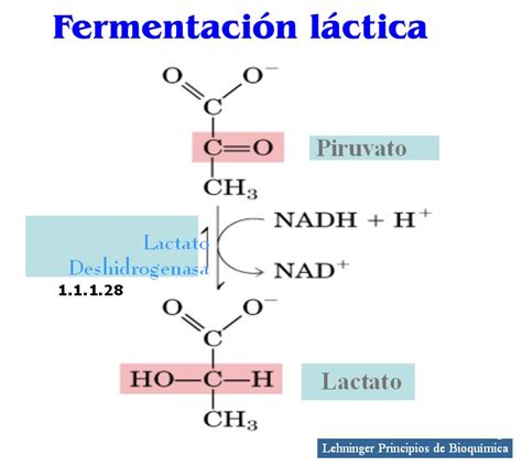 Esquema del proceso de fermentación láctica: transformación de lactosa en ácido láctico por acción bacteriana.