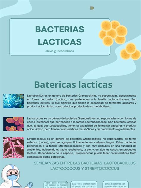 Infografía comparativa: diferencias metabólicas entre bacterias lácticas y otras cepas probióticas.