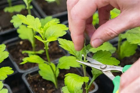 Ilustración de una planta madre con varias hijuelas o brotes basales, representando la propagación vegetativa natural.