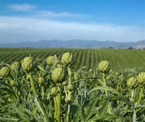 Esquema del cultivo de alcachofas con las plantas en hileras en un campo soleado