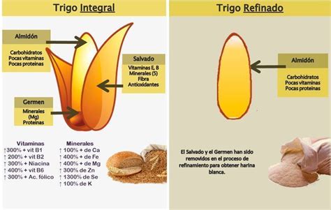 Ilustración comparativa de un grano de cereal integral y uno refinado.