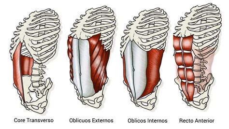 Esquema anatómico de los músculos que componen el core: abdominales, lumbares, oblicuos y suelo pélvico.