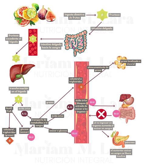 Ilustración mostrando el proceso de fermentación de la fructosa en el intestino y la producción de gases.