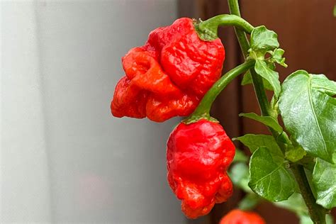 Planta de ají mostrando signos de infestación de plagas o enfermedad foliar