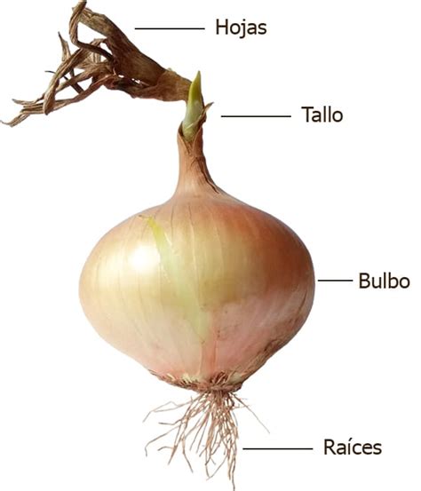 Esquema de las partes de una cebolla con sus componentes morfológicos