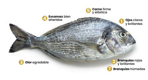Diagrama que muestra las características de un marisco fresco: conchas cerradas, carne firme y branquias rojas.