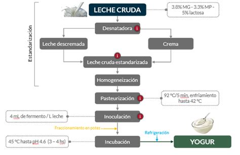 Esquema comparativo de bacterias utilizadas en leches cultivadas y yogur