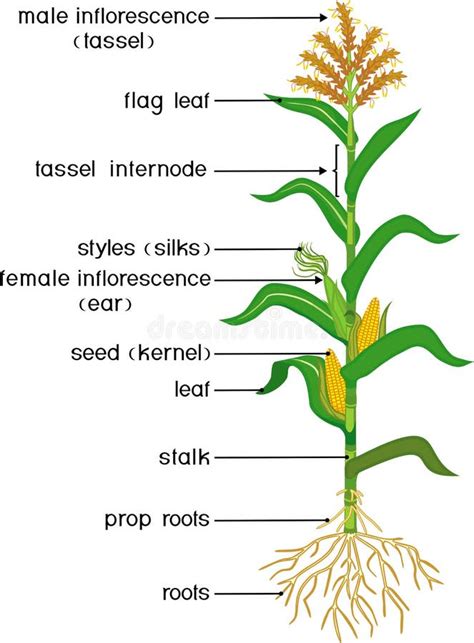 Esquema general de la planta de maíz con sus principales partes (raíz, tallo, hojas, panoja y mazorca)