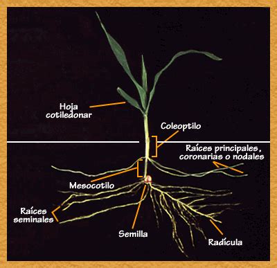 Infografía del sistema radicular del maíz, mostrando raíces primarias, seminales, principales y adventicias/coronarias