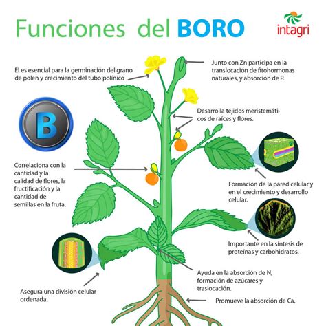 Esquema de las funciones del boro en la planta de maíz