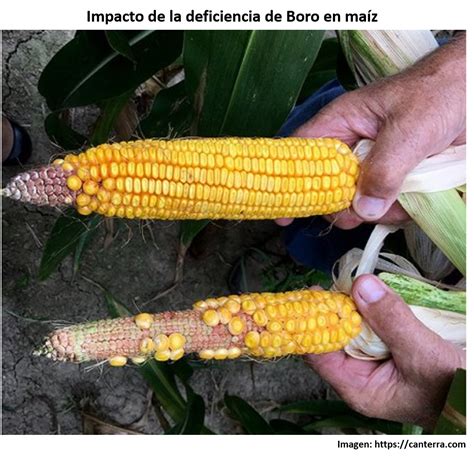 Mazorca de maíz con deficiencia de boro (granos irregulares y faltantes)