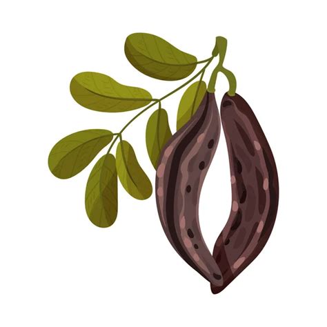 Dibujo de un algarrobo con sus vainas y un cuenco con harina de algarroba