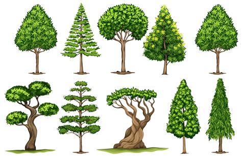 Ilustración de troncos de árboles con diferentes características y su interpretación