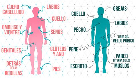 Mapa de zonas erógenas o puntos sensibles del cuerpo
