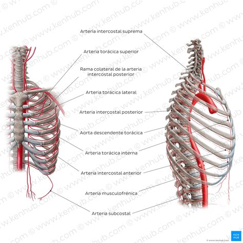 Esquema de las estructuras torácicas (corazón, pulmones, costillas, esófago)
