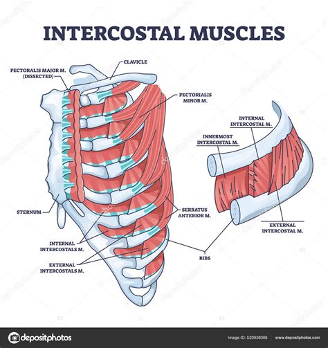Músculos intercostales y costillas