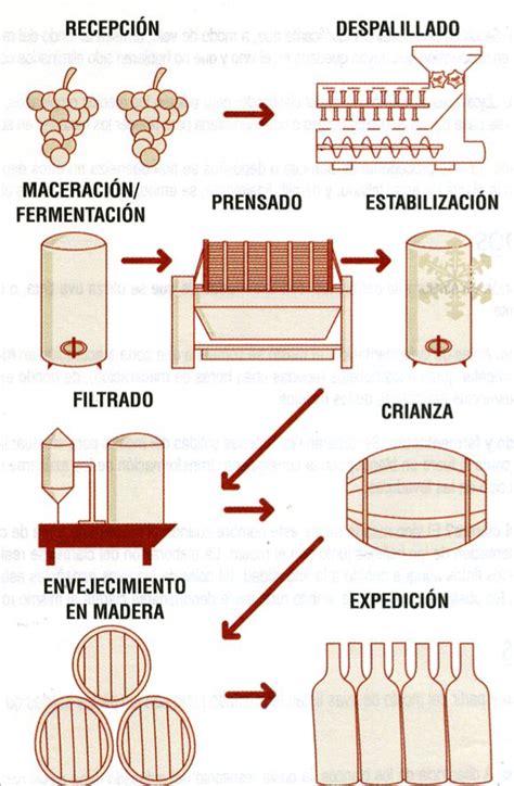Infografía detallando los pasos del proceso de elaboración de cecinas, desde la selección de la carne hasta el empaquetado.