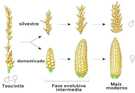 Esquema comparativo entre el teosinte y el maíz actual
