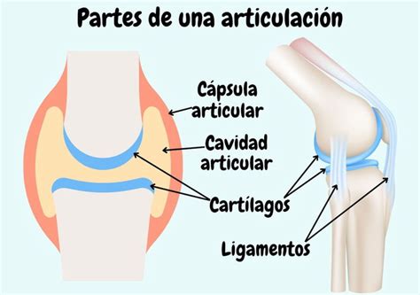 Diagrama mostrando la estructura de una articulación y los componentes del cartílago.