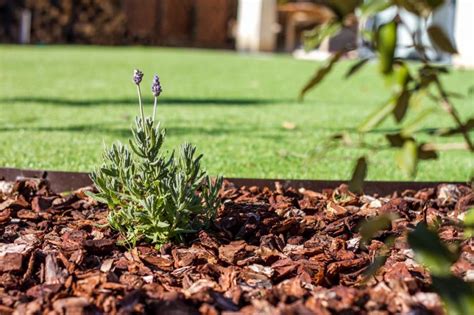 Acolchado de corteza de pino alrededor de plantas