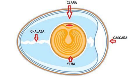 Esquema sobre la identificación de la chalaza y el proceso de batido correcto para una masa de pastel uniforme