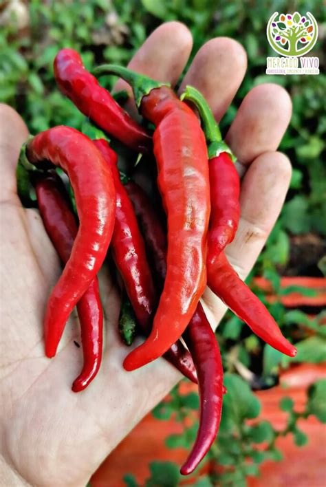 Ají Puta Madre maduro de color rojo intenso