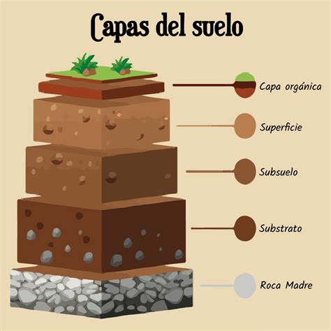 Esquema de las capas del suelo ideal para el cultivo (capa superficial mullida, capa subsuperficial aireada)
