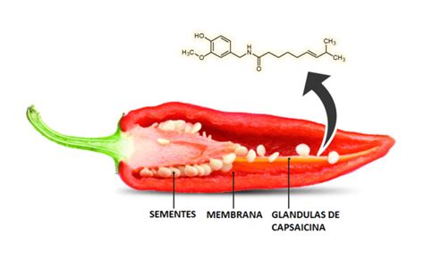 Diagrama mostrando cómo la capsaicina afecta a los insectos: actúa como repelente, reduce la puesta de huevos, altera el metabolismo e interfiere con el sistema nervioso.