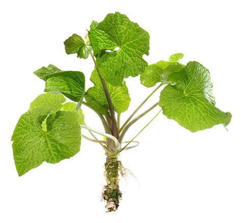 Ilustración de la planta de wasabi (Eutrema japonicum) mostrando su raíz (rizoma) y sus hojas características en forma de corazón.