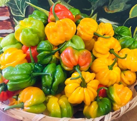 Esquema comparativo entre ají dulce y ají picante, destacando la presencia/ausencia de capsaicina y diferencias morfológicas sutiles.