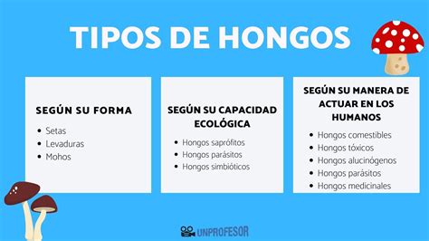 Infografía: Tipos de hongos y levaduras que crecen en APD