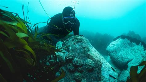 Sergio Veas señalando un grupo de locos (Concholepas concholepas) en el lecho marino