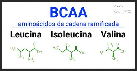 Esquema molecular que muestra la estructura de cadena ramificada de la leucina, isoleucina y valina, diferenciándolas de los aminoácidos de cadena lineal.