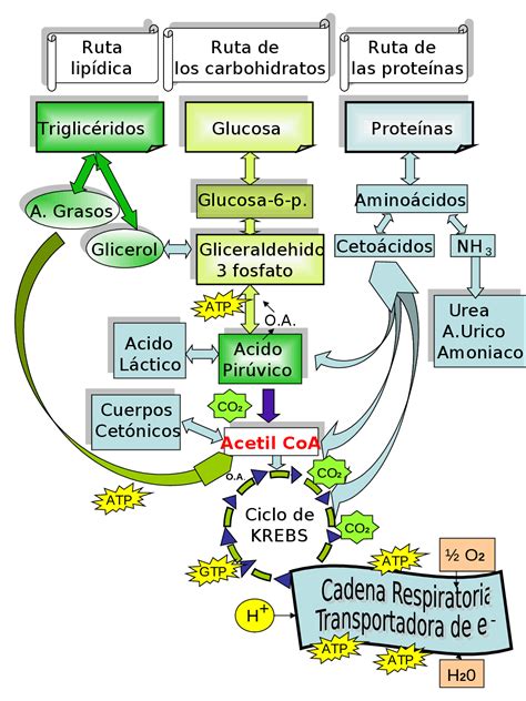 Esquema de los efectos termogénicos y lipotrópicos en el metabolismo humano
