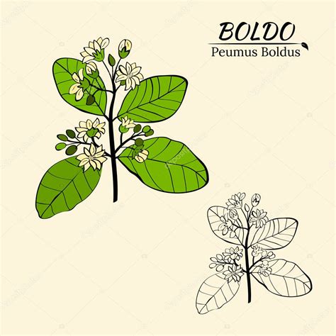 Ilustración botánica de la planta de boldo