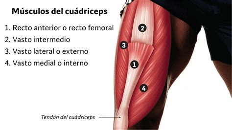 diagrama comparativo de la fuerza relativa entre cuádriceps e isquiotibiales