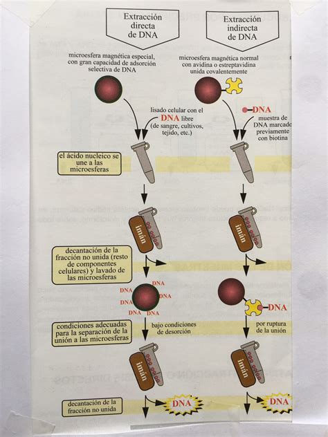 Infografía que muestra el paso a paso de la extracción de la carne de jaiba utilizando una bolsa plástica