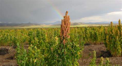 Campo de cultivo de quinua en los Andes, mostrando la planta y sus panículas.